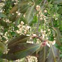 Euonymus atropurpureus P2B (2)